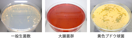 一般生菌数　大腸菌群　黄色ブドウ球菌