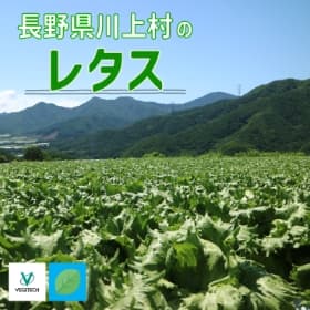 長野県川上村のレタス